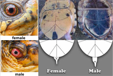 sexing box turtles