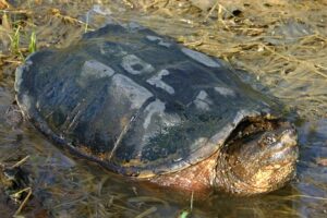 Snapping turtle