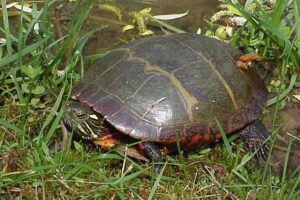 Painted turtle