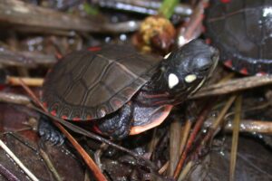 Painted turtle hatchling