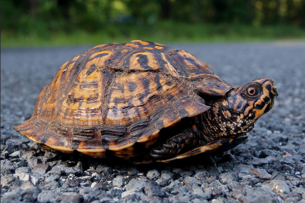 Eastern box turtle