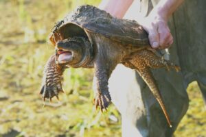 Holding snapping turtle