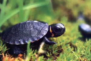 Bog turtle hatchling