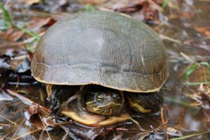 Chicken turtle