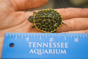 Chicken turtle hatchling