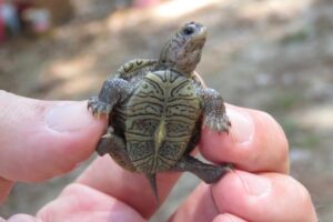 Diamondback terrapin hatchling