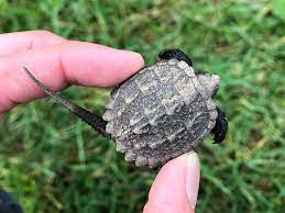 Snapping turtle hatchling