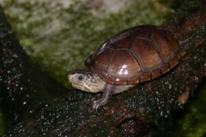 Eastern mud turtle