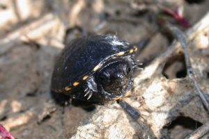 Eastern mud hatchling