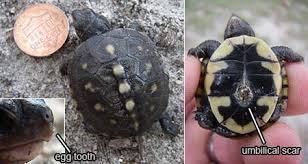 box turtle hatchling