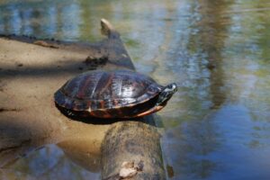 Red bellied cooter
