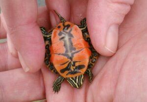 Red bellied hatchling