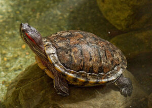 Red-eared slider