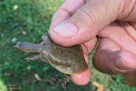 Spiny softshell hatchling