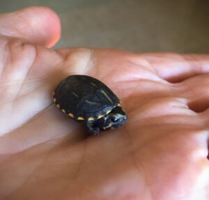 Striped mud hatchling