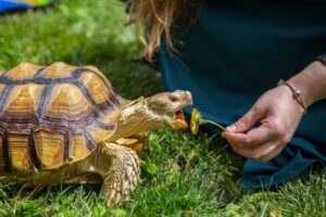 Non-native tortoise