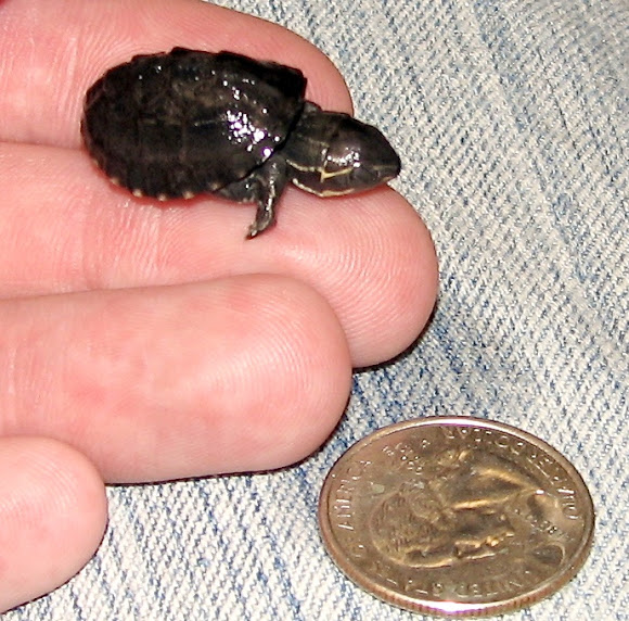 Musk turtle hatchling
