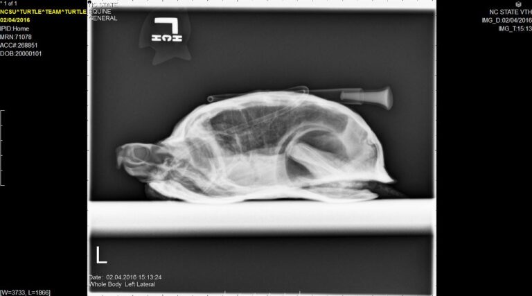 Critical Care for Turtles – Turtle Ally Certification Program