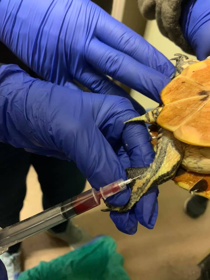 Critical Care for Turtles – Turtle Ally Certification Program