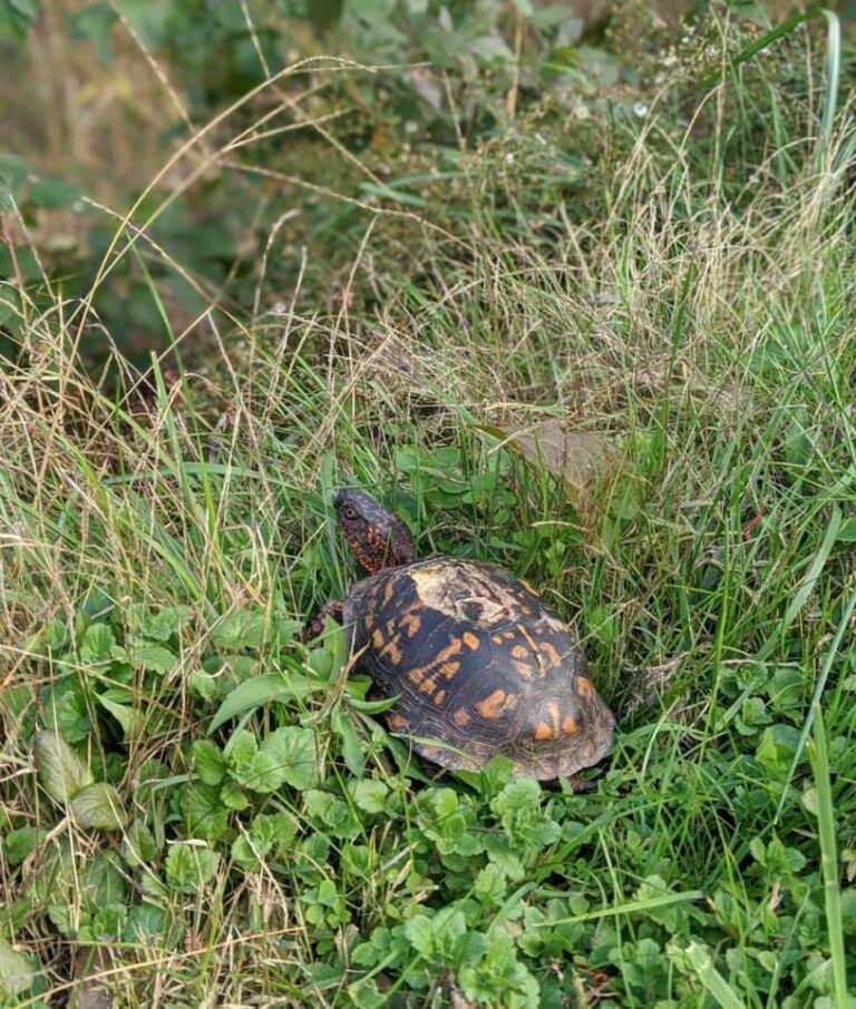 Releasing Turtles and Finding Rehabbers – Turtle Ally Certification Program