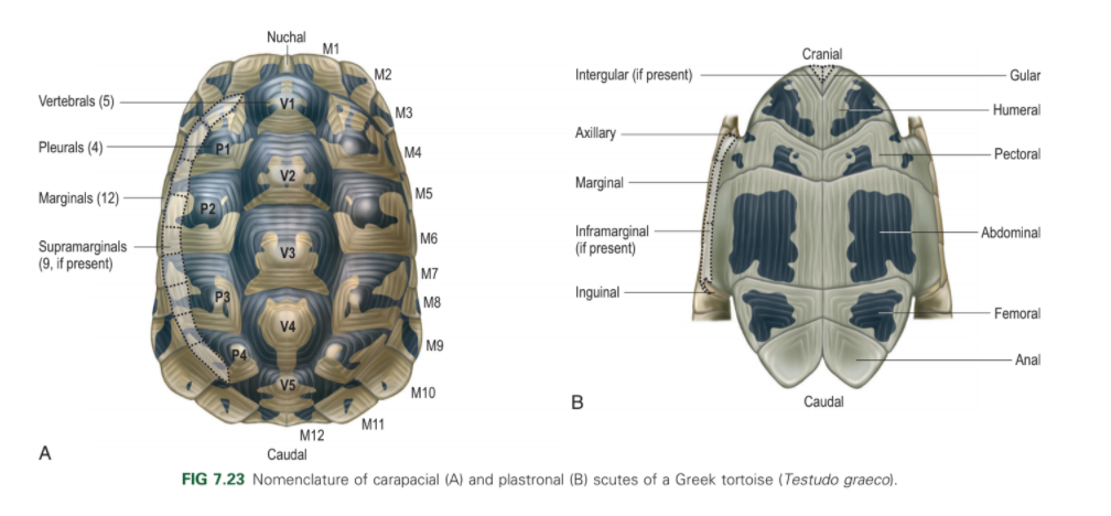 Turtle Anatomy and Physiology – Turtle Ally Certification Program