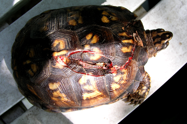 Common Injuries and Illnesses – Turtle Ally Certification Program