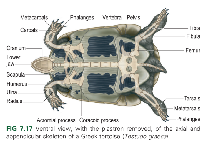 Turtle Anatomy and Physiology – Turtle Ally Certification Program