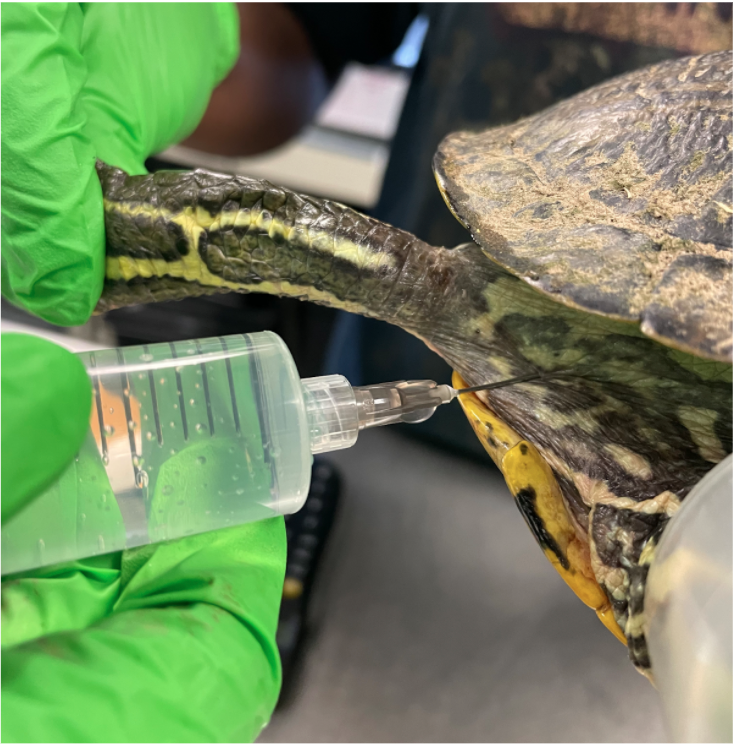 Im Injection Turtle Critical Care for Turtles – Turtle Ally Certification Program