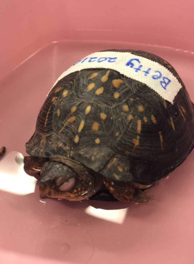 Critical Care for Turtles – Turtle Ally Certification Program