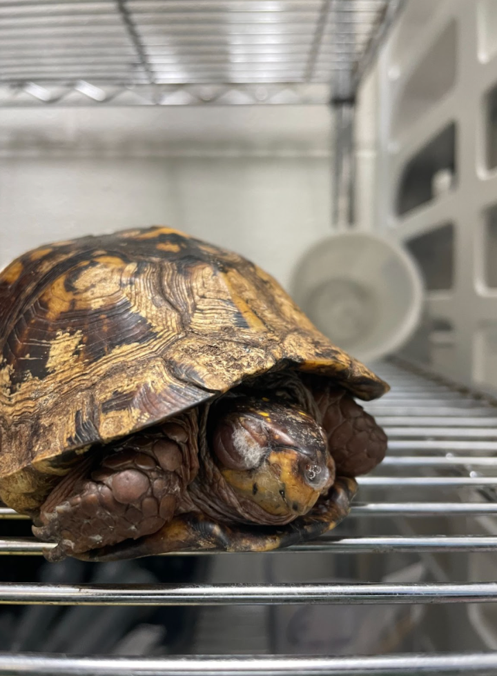 Critical Care for Turtles – Turtle Ally Certification Program