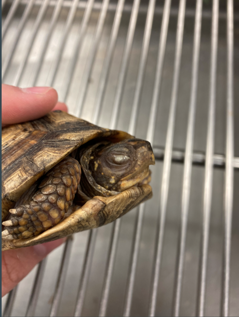 Critical Care for Turtles – Turtle Ally Certification Program